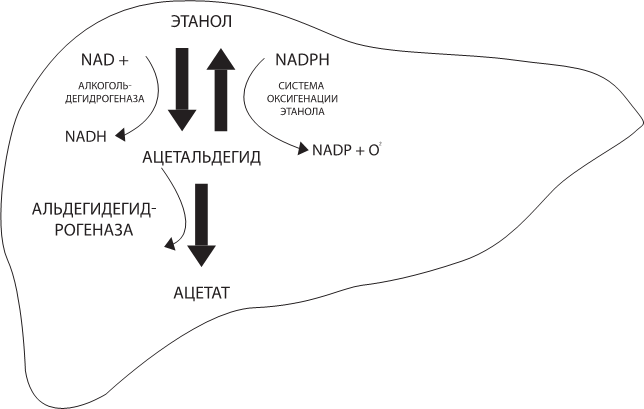 Иллюстрация к книге — О чем молчит печень. Как уловить сигналы самого крупного внутреннего органа, который предпочитает оставаться в тени [i_026.jpg]