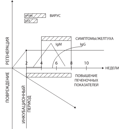 Иллюстрация к книге — О чем молчит печень. Как уловить сигналы самого крупного внутреннего органа, который предпочитает оставаться в тени [i_033.jpg]