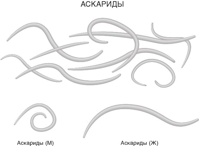 Иллюстрация к книге — О чем молчит печень. Как уловить сигналы самого крупного внутреннего органа, который предпочитает оставаться в тени [i_062.jpg]