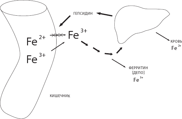 Иллюстрация к книге — О чем молчит печень. Как уловить сигналы самого крупного внутреннего органа, который предпочитает оставаться в тени [i_075.jpg]