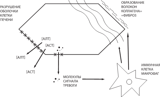 Иллюстрация к книге — О чем молчит печень. Как уловить сигналы самого крупного внутреннего органа, который предпочитает оставаться в тени [i_082.jpg]