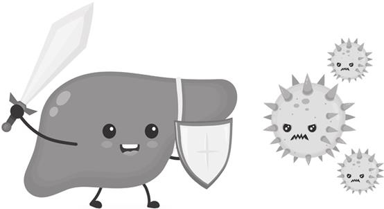 Иллюстрация к книге — О чем молчит печень. Как уловить сигналы самого крупного внутреннего органа, который предпочитает оставаться в тени [i_115.jpg]