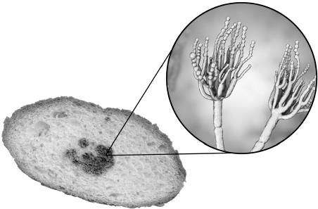 Иллюстрация к книге — О чем молчит печень. Как уловить сигналы самого крупного внутреннего органа, который предпочитает оставаться в тени [i_124.jpg]