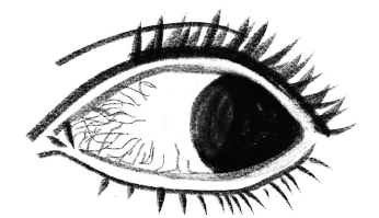 Иллюстрация к книге — История зрения: путь от светочувствительности до глаза [i_010.jpg]