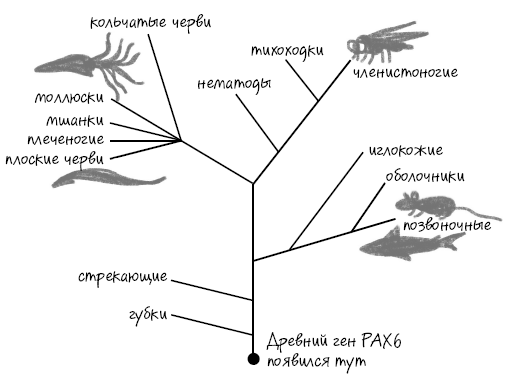 Иллюстрация к книге — История зрения: путь от светочувствительности до глаза [i_013.jpg]