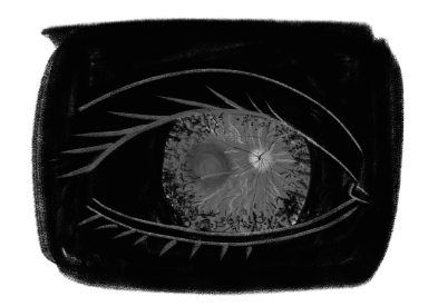 Иллюстрация к книге — История зрения: путь от светочувствительности до глаза [i_025.jpg]