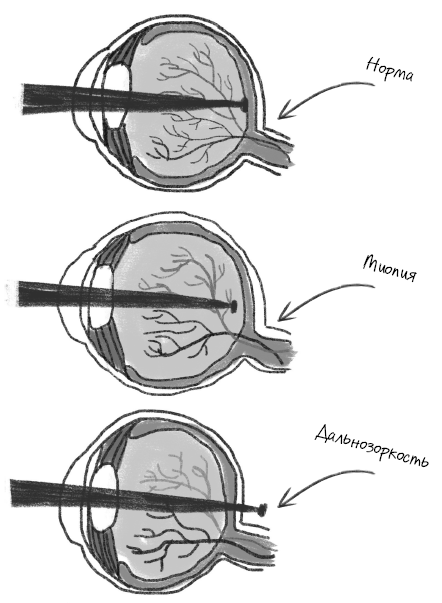 Иллюстрация к книге — История зрения: путь от светочувствительности до глаза [i_026.jpg]
