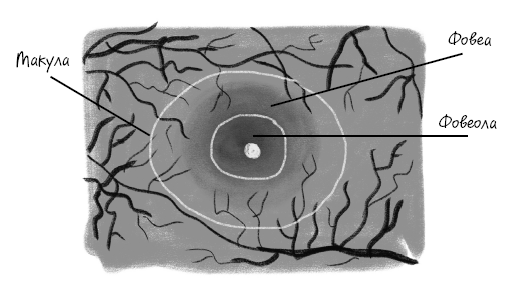 Иллюстрация к книге — История зрения: путь от светочувствительности до глаза [i_027.jpg]