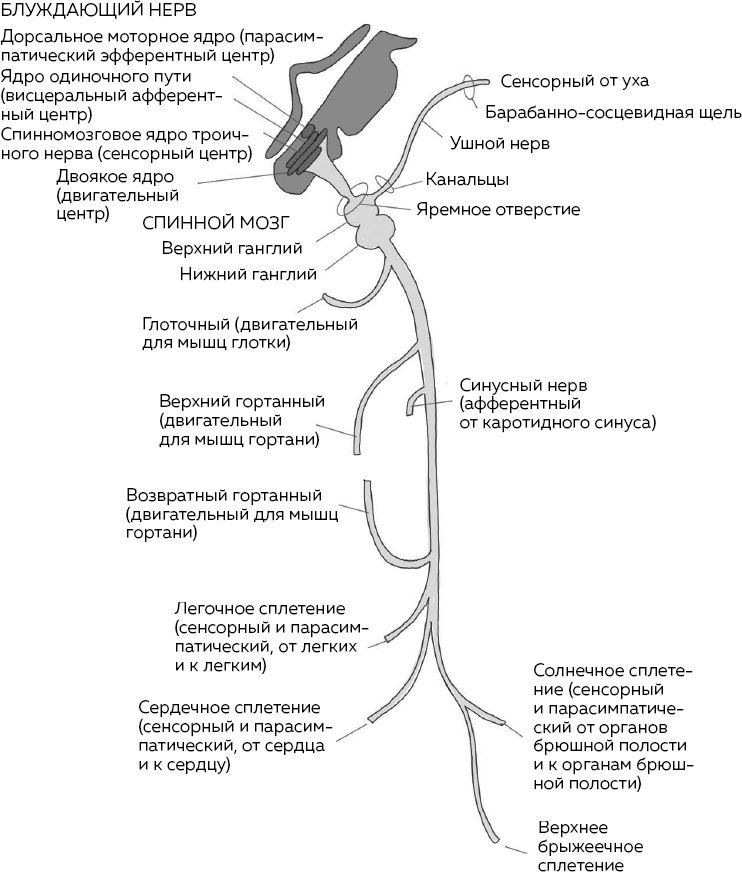 Иллюстрация к книге — Блуждающий нерв. Что это такое и за что отвечает? Как воздействие на самый загадочный канал тела поможет преодолеть тревожность и улучшить самочувствие [i_001.jpg]
