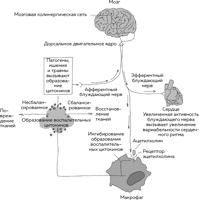 Иллюстрация к книге — Блуждающий нерв. Что это такое и за что отвечает? Как воздействие на самый загадочный канал тела поможет преодолеть тревожность и улучшить самочувствие [i_004.jpg]