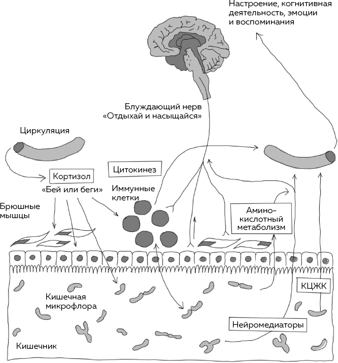 Иллюстрация к книге — Блуждающий нерв. Что это такое и за что отвечает? Как воздействие на самый загадочный канал тела поможет преодолеть тревожность и улучшить самочувствие [i_005.jpg]