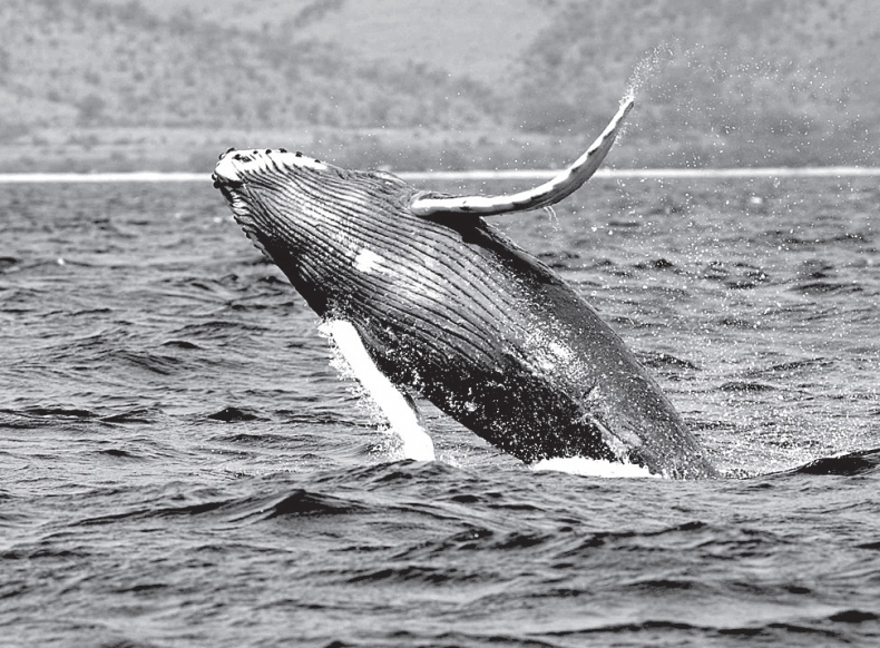 Иллюстрация к книге — Эта странная математика. На краю бесконечности и за ним [i_020.jpg]