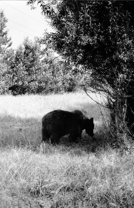 Иллюстрация к книге — Танцующие медведи. Опыт обретения свободы [img_9.jpg]