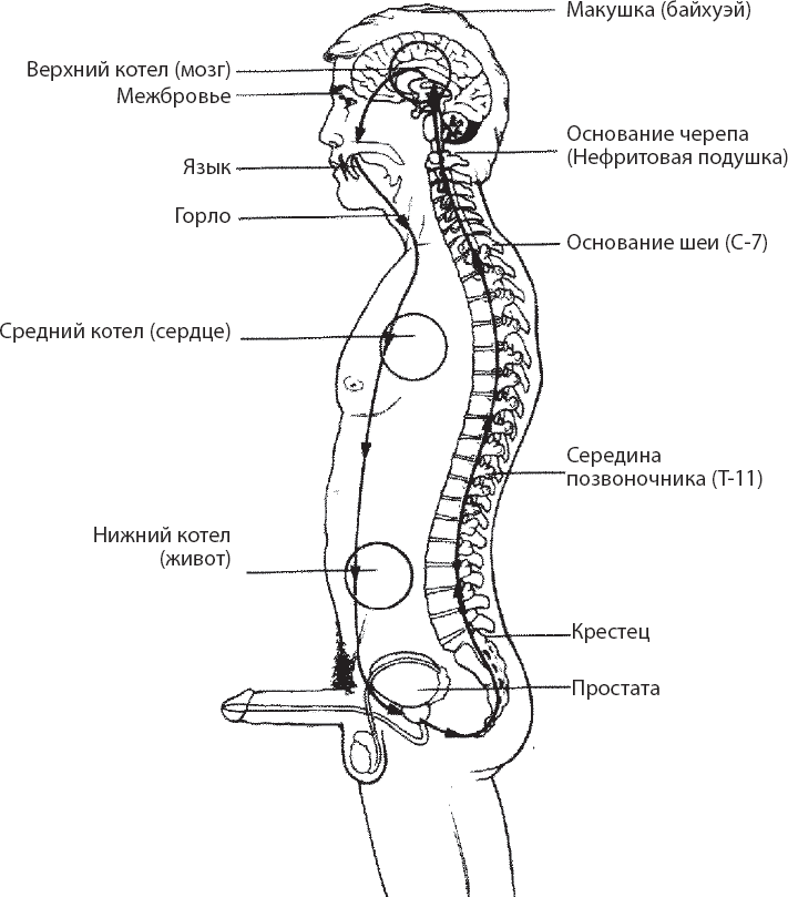 Иллюстрация к книге — Мульти-оргазмический мужчина. Как каждый мужчина может испытать множественный оргазм и сделать потрясающими свои сексуальные отношения [i_003.jpg]