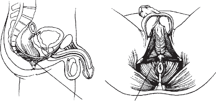 Арзан анальный минет