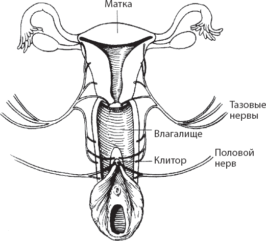 Иллюстрация к книге — Мульти-оргазмический мужчина. Как каждый мужчина может испытать множественный оргазм и сделать потрясающими свои сексуальные отношения [i_030.jpg]