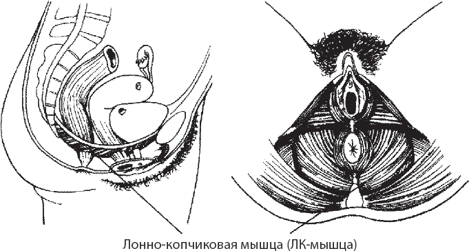 Иллюстрация к книге — Мульти-оргазмический мужчина. Как каждый мужчина может испытать множественный оргазм и сделать потрясающими свои сексуальные отношения [i_031.jpg]