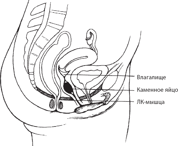 Иллюстрация к книге — Мульти-оргазмический мужчина. Как каждый мужчина может испытать множественный оргазм и сделать потрясающими свои сексуальные отношения [i_032.jpg]