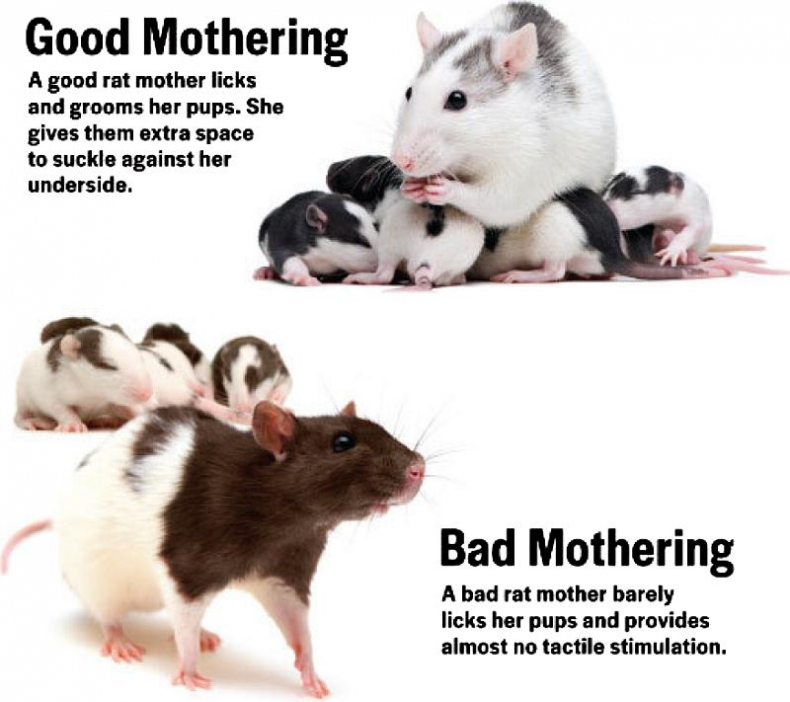 Иллюстрация к книге — «Павловизация» дрессировки и мифология инстинкта [i_011.jpg]