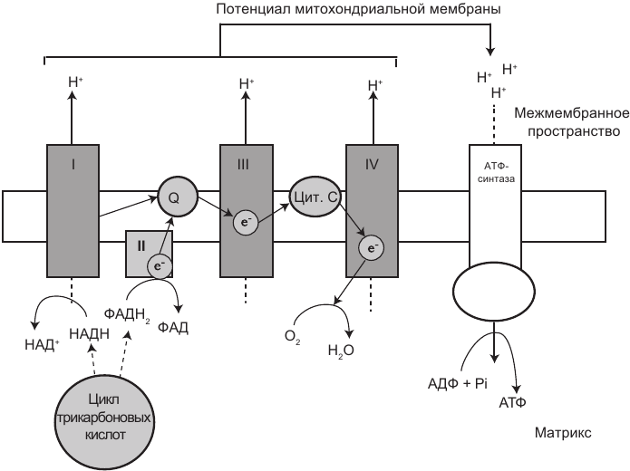 Иллюстрация к книге — Эгоистичная митохондрия. Как сохранить здоровье и отодвинуть старость [i_003.jpg]