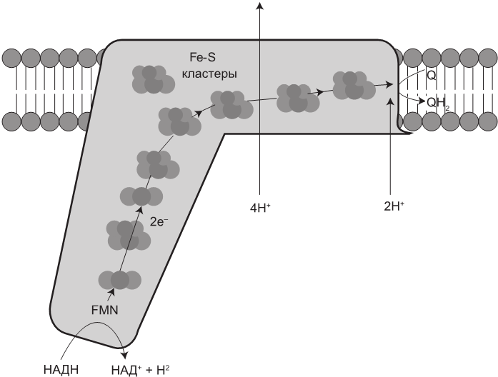 Иллюстрация к книге — Эгоистичная митохондрия. Как сохранить здоровье и отодвинуть старость [i_004.jpg]