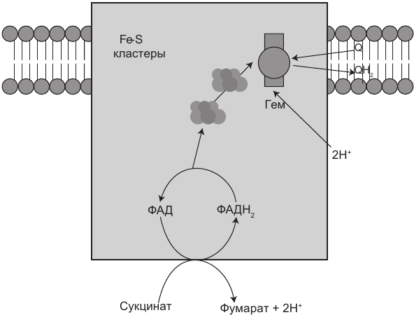 Иллюстрация к книге — Эгоистичная митохондрия. Как сохранить здоровье и отодвинуть старость [i_005.jpg]