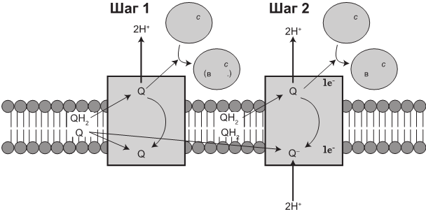 Иллюстрация к книге — Эгоистичная митохондрия. Как сохранить здоровье и отодвинуть старость [i_006.jpg]