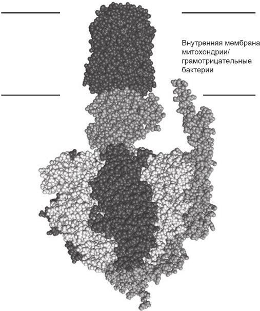 Иллюстрация к книге — Эгоистичная митохондрия. Как сохранить здоровье и отодвинуть старость [i_008.jpg]