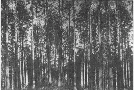 Иллюстрация к книге — Весь мир: Записки велосипедиста [i_074.jpg]