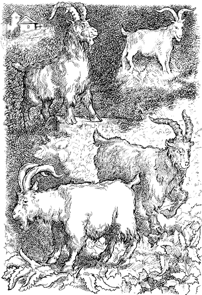 Иллюстрация к книге — Всё о волшебной стране Тилоаре [i_118.jpg]