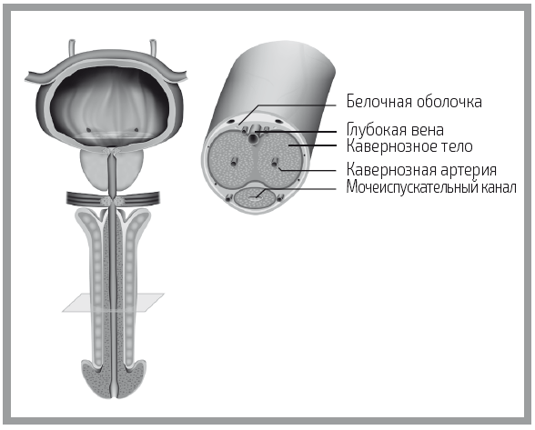 Иллюстрация к книге — «Главный» мужской орган. Медицинские исследования, исторические факты и забавные культурные феномены [i_004.jpg]