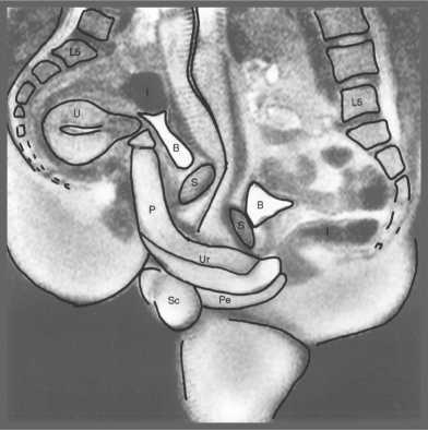 Иллюстрация к книге — «Главный» мужской орган. Медицинские исследования, исторические факты и забавные культурные феномены [i_009.jpg]