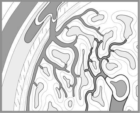 Иллюстрация к книге — «Главный» мужской орган. Медицинские исследования, исторические факты и забавные культурные феномены [i_010.jpg]