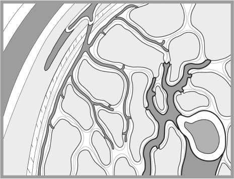 Иллюстрация к книге — «Главный» мужской орган. Медицинские исследования, исторические факты и забавные культурные феномены [i_011.jpg]