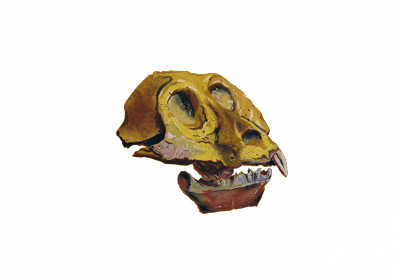 Иллюстрация к книге — Палеонтология антрополога. Иллюстрированный путеводитель в зверинец прошлого [i_013.jpg]