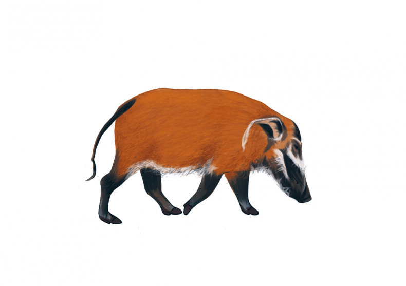 Иллюстрация к книге — Палеонтология антрополога. Иллюстрированный путеводитель в зверинец прошлого [i_015.jpg]