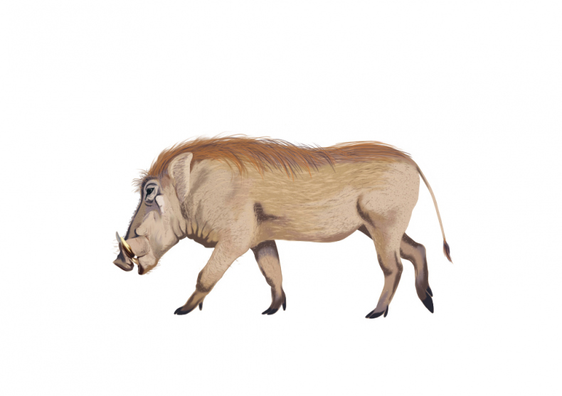 Иллюстрация к книге — Палеонтология антрополога. Иллюстрированный путеводитель в зверинец прошлого [i_016.jpg]