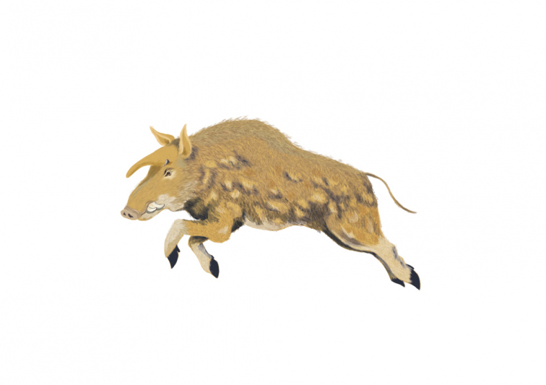 Иллюстрация к книге — Палеонтология антрополога. Иллюстрированный путеводитель в зверинец прошлого [i_017.jpg]