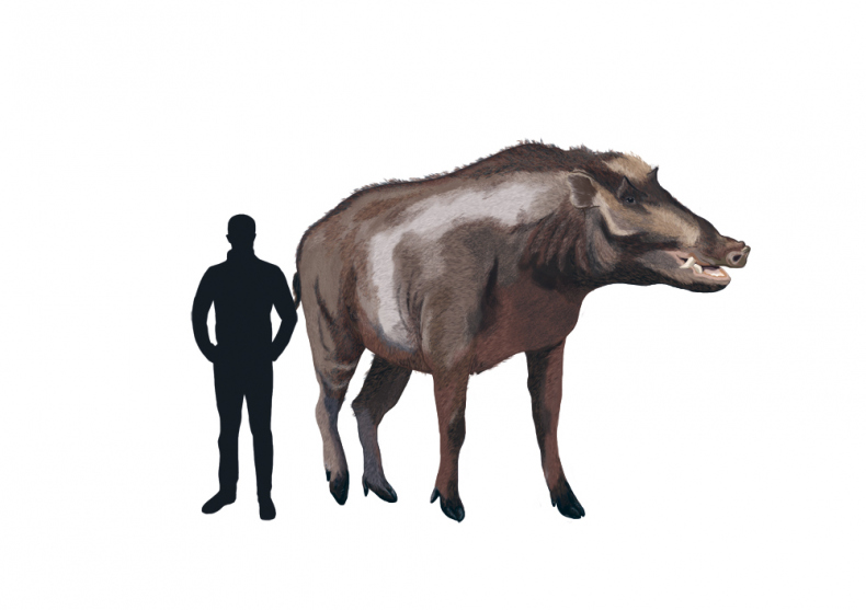 Иллюстрация к книге — Палеонтология антрополога. Иллюстрированный путеводитель в зверинец прошлого [i_018.jpg]