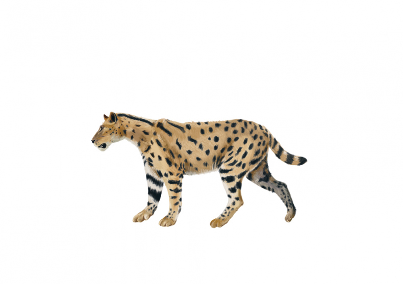 Иллюстрация к книге — Палеонтология антрополога. Иллюстрированный путеводитель в зверинец прошлого [i_030.jpg]