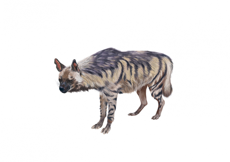 Иллюстрация к книге — Палеонтология антрополога. Иллюстрированный путеводитель в зверинец прошлого [i_034.jpg]