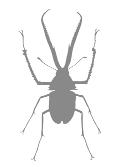 Иллюстрация к книге — Фабр. Восстание жуков [i_003.jpg]