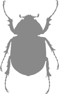 Иллюстрация к книге — Фабр. Восстание жуков [i_005.jpg]