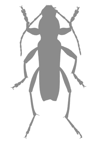 Иллюстрация к книге — Фабр. Восстание жуков [i_015.jpg]