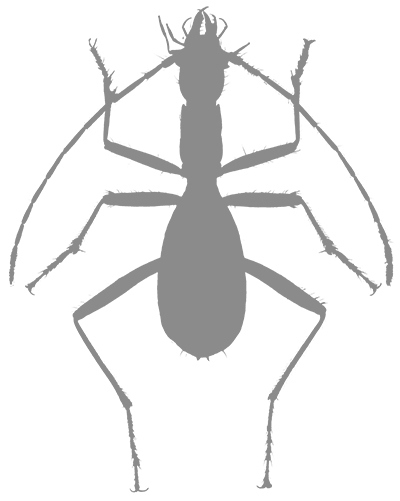 Иллюстрация к книге — Фабр. Восстание жуков [i_016.jpg]