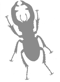 Иллюстрация к книге — Фабр. Восстание жуков [i_018.jpg]