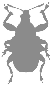 Иллюстрация к книге — Фабр. Восстание жуков [i_020.jpg]