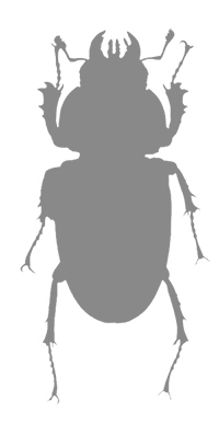 Иллюстрация к книге — Фабр. Восстание жуков [i_021.jpg]