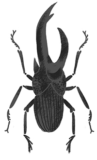 Иллюстрация к книге — Фабр. Королева жуков [i_001.jpg]