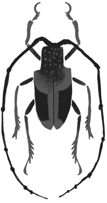 Иллюстрация к книге — Фабр. Королева жуков [i_004.jpg]